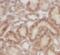 Solute Carrier Family 9 Member A8 antibody, FNab05724, FineTest, Immunohistochemistry paraffin image 