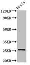 BTG Anti-Proliferation Factor 4 antibody, CSB-PA878918LA01HU, Cusabio, Western Blot image 