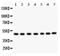 Solute Carrier Family 16 Member 3 antibody, PB9269, Boster Biological Technology, Western Blot image 