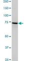 Solute Carrier Family 4 Member 8 antibody, H00009498-M05, Novus Biologicals, Western Blot image 