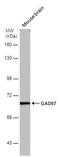 Glutamate Decarboxylase 1 antibody, MA5-27817, Invitrogen Antibodies, Western Blot image 