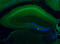 Mob1 antibody, XP-5204, ProSci, Immunohistochemistry frozen image 