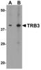 Tribbles Pseudokinase 3 antibody, MBS153427, MyBioSource, Western Blot image 