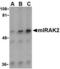 Interleukin 1 Receptor Associated Kinase 2 antibody, LS-C488, Lifespan Biosciences, Western Blot image 