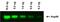 Rabbit IgG  Highly Cross-Adsorbed antibody, A32731, Invitrogen Antibodies, Western Blot image 