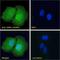 NUAK Family Kinase 1 antibody, LS-C112643, Lifespan Biosciences, Immunofluorescence image 