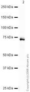 Cytochrome P450 Family 1 Subfamily B Member 1 antibody, ab32649, Abcam, Western Blot image 