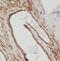 Actin Related Protein 2/3 Complex Subunit 5 Like antibody, FNab00605, FineTest, Immunohistochemistry frozen image 