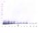 Interleukin 13 antibody, XP-5168, ProSci, Western Blot image 