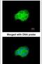 Heat Shock Protein Family A (Hsp70) Member 6 antibody, PA5-21726, Invitrogen Antibodies, Immunofluorescence image 