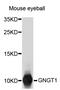 G Protein Subunit Gamma Transducin 1 antibody, abx126922, Abbexa, Western Blot image 