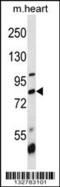 Bromodomain-containing protein 7 antibody, 57-053, ProSci, Western Blot image 