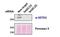 SET Domain Containing 2, Histone Lysine Methyltransferase antibody, GTX88922, GeneTex, Western Blot image 