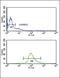 Dopachrome Tautomerase antibody, GTX81039, GeneTex, Flow Cytometry image 