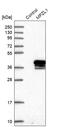 Myelin Protein Zero Like 1 antibody, HPA026966, Atlas Antibodies, Western Blot image 