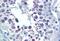 Diablo IAP-Binding Mitochondrial Protein antibody, MBS245398, MyBioSource, Immunohistochemistry paraffin image 