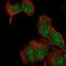 Exostosin Like Glycosyltransferase 2 antibody, NBP2-56467, Novus Biologicals, Immunofluorescence image 