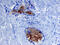 Matrix Metallopeptidase 7 antibody, MAB907, R&D Systems, Immunohistochemistry paraffin image 