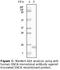 Synuclein Alpha antibody, LS-C47174, Lifespan Biosciences, Western Blot image 