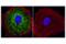 Methylenetetrahydrofolate Dehydrogenase (NADP+ Dependent) 2, Methenyltetrahydrofolate Cyclohydrolase antibody, 98116S, Cell Signaling Technology, Immunofluorescence image 