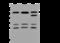 CD2 Cytoplasmic Tail Binding Protein 2 antibody, 201328-T36, Sino Biological, Western Blot image 