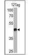 V5 epitope tag antibody, PA1-993, Invitrogen Antibodies, Western Blot image 