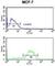 Diacylglycerol Lipase Beta antibody, abx034325, Abbexa, Western Blot image 