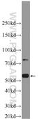 Tektin 3 antibody, 12959-1-AP, Proteintech Group, Western Blot image 