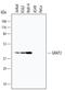 GRB2 Related Adaptor Protein 2 antibody, MAB4640, R&D Systems, Western Blot image 