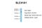 Solute Carrier Family 41 Member 1 antibody, NBP1-59693, Novus Biologicals, Western Blot image 