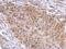 Tubulin Alpha 4a antibody, PA5-29444, Invitrogen Antibodies, Immunohistochemistry frozen image 