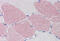 Serine/Threonine Kinase 39 antibody, MBS244978, MyBioSource, Immunohistochemistry frozen image 