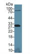 Signaling Threshold Regulating Transmembrane Adaptor 1 antibody, MBS2014348, MyBioSource, Western Blot image 