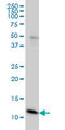 Ghrelin And Obestatin Prepropeptide antibody, LS-B5467, Lifespan Biosciences, Western Blot image 