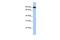 Protocadherin 17 antibody, GTX45400, GeneTex, Western Blot image 