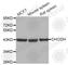 Dihydroorotate Dehydrogenase (Quinone) antibody, A3830, ABclonal Technology, Western Blot image 