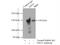 Desmoglein 2 antibody, 21880-1-AP, Proteintech Group, Immunoprecipitation image 
