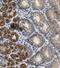 Mitochondrial Ribosomal Protein S2 antibody, FNab05351, FineTest, Immunohistochemistry frozen image 