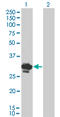 Brain Derived Neurotrophic Factor antibody, LS-C196746, Lifespan Biosciences, Western Blot image 