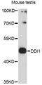DNA Damage Inducible 1 Homolog 1 antibody, LS-C749470, Lifespan Biosciences, Western Blot image 