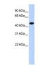 Creatine Kinase, M-Type antibody, NBP1-52863, Novus Biologicals, Western Blot image 