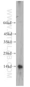 Ubiquitin-like protein FUBI antibody, 13581-1-AP, Proteintech Group, Western Blot image 