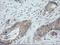 Ciliogenesis Associated TTC17 Interacting Protein antibody, NBP2-45568, Novus Biologicals, Immunohistochemistry frozen image 