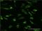 Poly(RC) Binding Protein 2 antibody, H00005094-M08, Novus Biologicals, Immunofluorescence image 