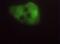 Endoplasmic Reticulum Oxidoreductase 1 Alpha antibody, NB100-2525, Novus Biologicals, Immunofluorescence image 