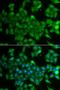 Annexin A11 antibody, LS-C349127, Lifespan Biosciences, Immunofluorescence image 