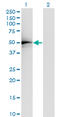 TADA2A antibody, LS-C198298, Lifespan Biosciences, Western Blot image 