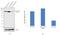 Calpain 1 antibody, MA3-940, Invitrogen Antibodies, Western Blot image 