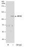 BICD Cargo Adaptor 2 antibody, MA5-27825, Invitrogen Antibodies, Immunoprecipitation image 