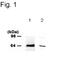 Serine/threonine-protein kinase PINK1, mitochondrial antibody, PA1-4515, Invitrogen Antibodies, Western Blot image 